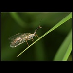 Jsem prehistoricke  monstrum...