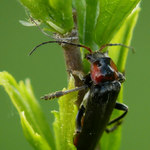 tesařík skladištní