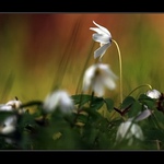 Jedna z mnoha květu po druhé :?))