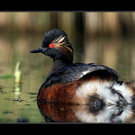 Potápka černokrká