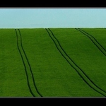 Zelený koberec
