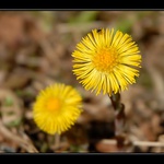 ..jarní pozdrav ze Šumavy...