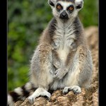 ..přispějte na chudé lemury...