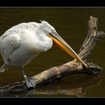 .. jednonohý králem ...