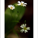 Cerastium arvense