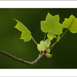 Liliovník tulipánokvětý