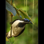 Medosavka modrolící