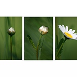 Ze života kopretiny...