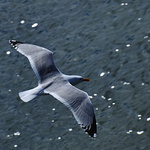 Racek v letu z nadhledu