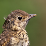 pilotův portrét :-))