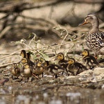 maskovaná famílie....
