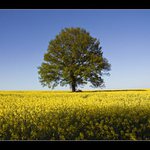 ve středu žluté záplavy