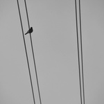 příliš dlouhá samota