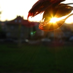 Poslední paprsky jarního sluníčka....