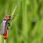 Hele koukej světýlka