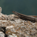 ...Jašterica múrová(Podarcis muralis)...