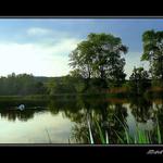 labuť, která se pokouší spáchat sebevraždu utopením