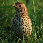 číhání na žížalu