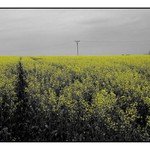 hořčicové pole...