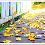 vzpomínka na podzim...