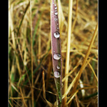 Posledné kvapky života:(