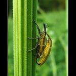 párek nosatců na jaře...