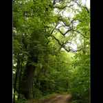 procházka do pohádky