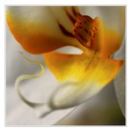 orchidejka