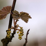 rybíz bílý jarní