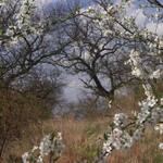 Jaro ve starém sadu