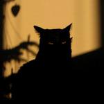 Black cat