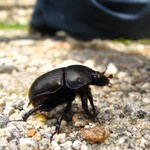 black beetle