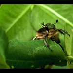 Zlatohlávek v trávě