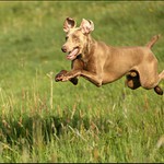 Scooby doo (alias náš Artur)