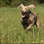 Ďábelský úsměv... ;-)