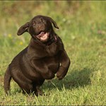 Radost z mládí....