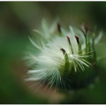 ... ošperkovaná ...