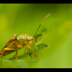 s batůžkem a anténkou do světa