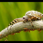 hlavně žádný nerv