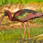 Ibis hnědý (Plegadis falcinellus)