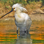 Kolpík bílý (Platalea leucorodia)
