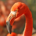 Plameňák růžový (Phoenicopterus ruber)