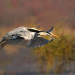 Volavka popelavá (Ardea cinerea)