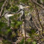 Volavka popelavá (Ardea cinerea)