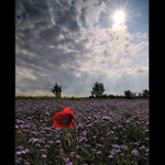 Pro jedno kvítí slunce nesvítí. Nebo ano?