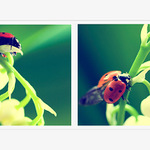 *** B e r u š k o v á ***