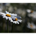 sami spolu mezi všemi