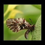 Pestroň vlkovcový IV ( zerynthya polyxena)