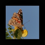 Babočka bodliaková (Vanessa cardui L)