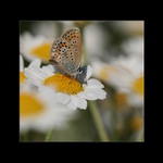 Modráčik v Rumančeku